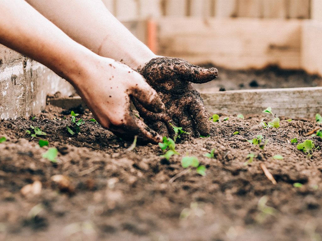 planting plants